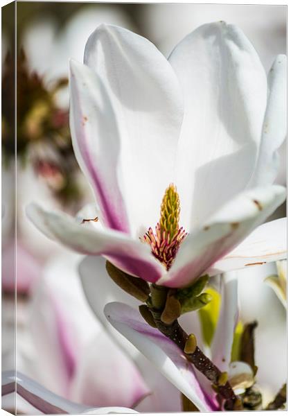 Magnificent Magnolia Canvas Print by Steve Purnell