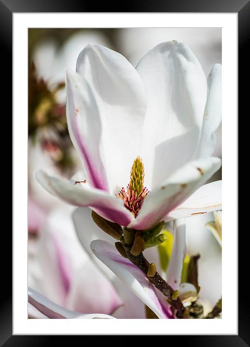 Magnificent Magnolia Framed Mounted Print by Steve Purnell