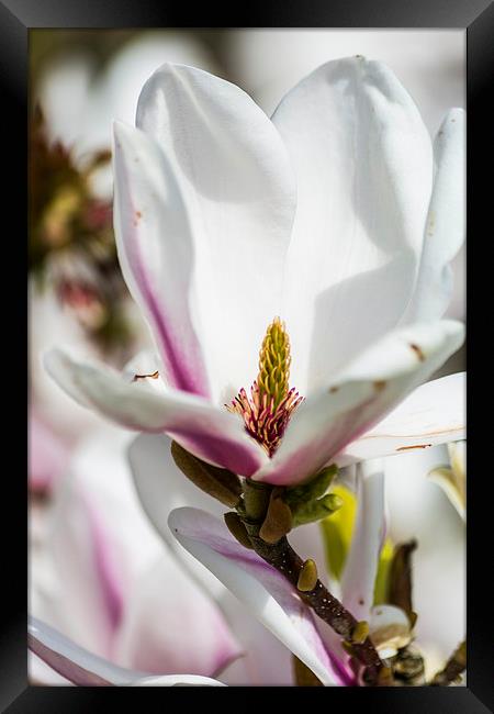 Magnificent Magnolia Framed Print by Steve Purnell