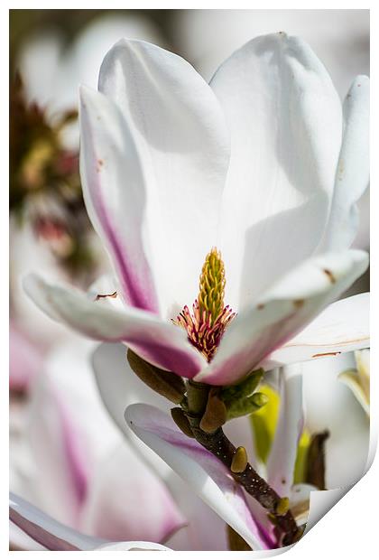 Magnificent Magnolia Print by Steve Purnell