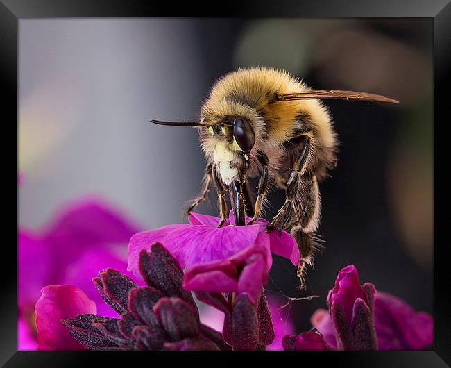  Beautiful Honey Bee Framed Print by Jennie Franklin