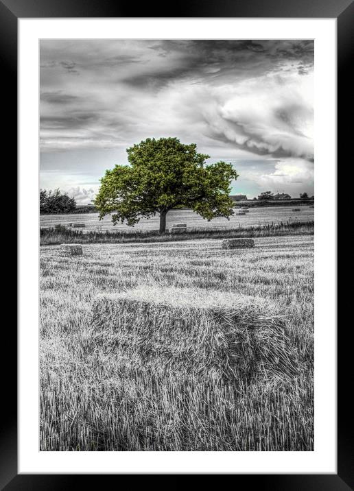 The solitary farm tree Framed Mounted Print by David Pyatt