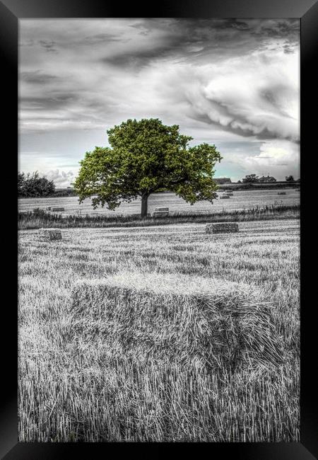 The solitary farm tree Framed Print by David Pyatt