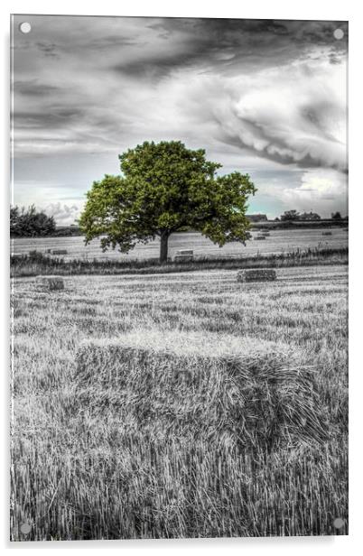 The solitary farm tree Acrylic by David Pyatt