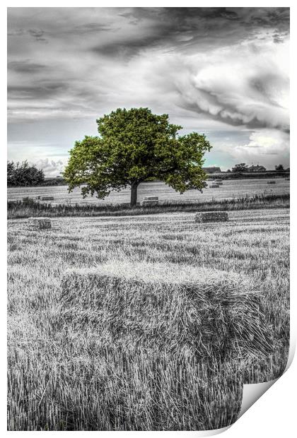 The solitary farm tree Print by David Pyatt