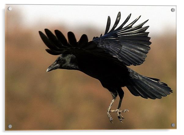 Flight Of The Carrion Crow Acrylic by Trevor White