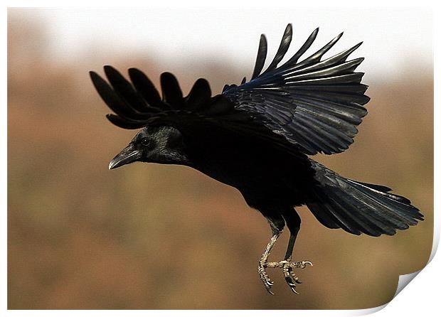 Flight Of The Carrion Crow Print by Trevor White