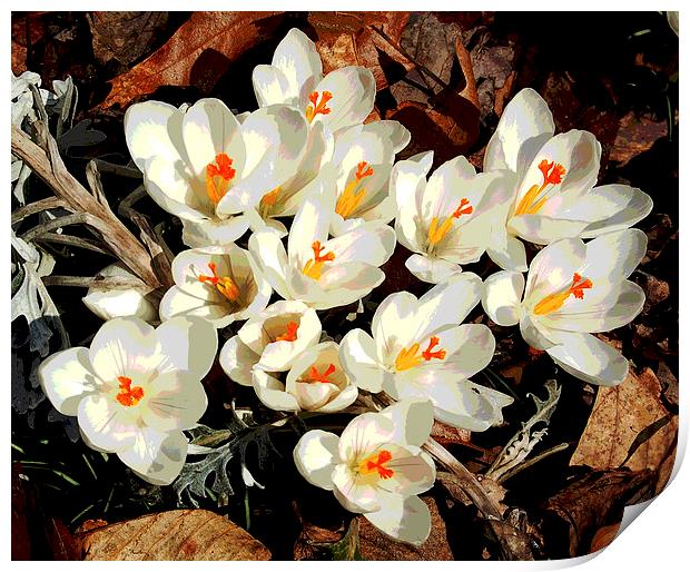 White Crocus  Print by james balzano, jr.