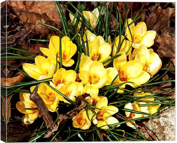 Posterised Yellow Crocus  Canvas Print by james balzano, jr.