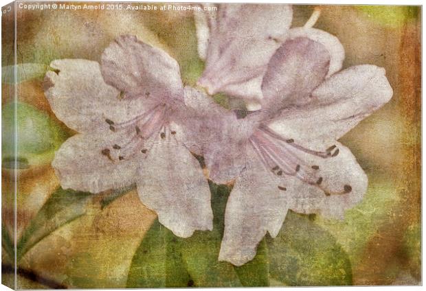  Rhododendron Canvas Canvas Print by Martyn Arnold