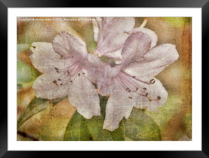  Rhododendron Canvas Framed Mounted Print by Martyn Arnold
