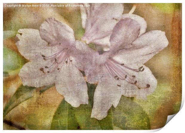  Rhododendron Canvas Print by Martyn Arnold