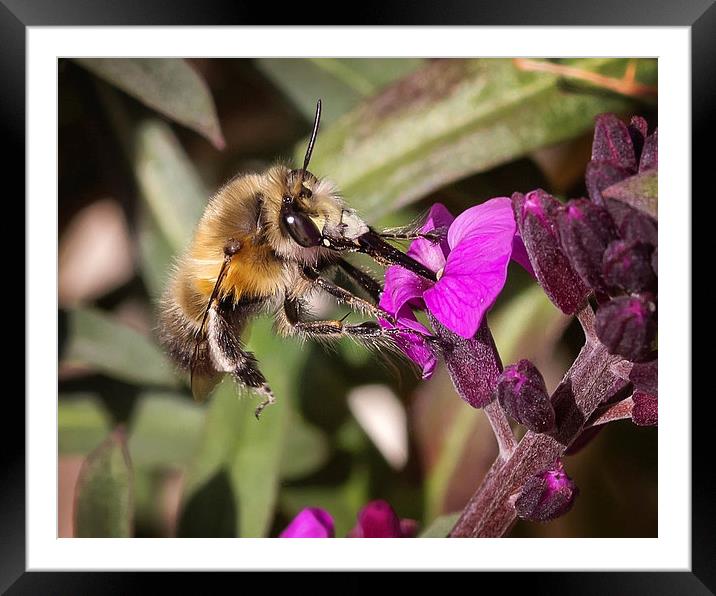  Bee collecting Nectar Framed Mounted Print by Jennie Franklin