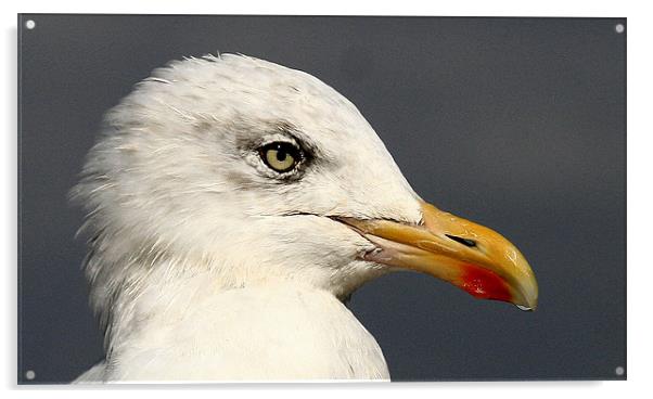 Portrait Of The Herring Gull Acrylic by Trevor White