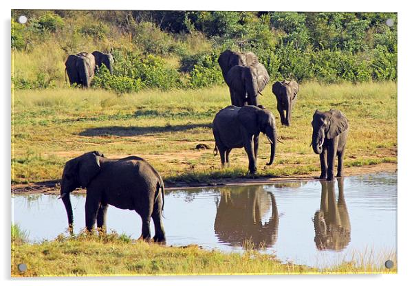 Elephants at Ivory Lodge  Acrylic by Tony Murtagh