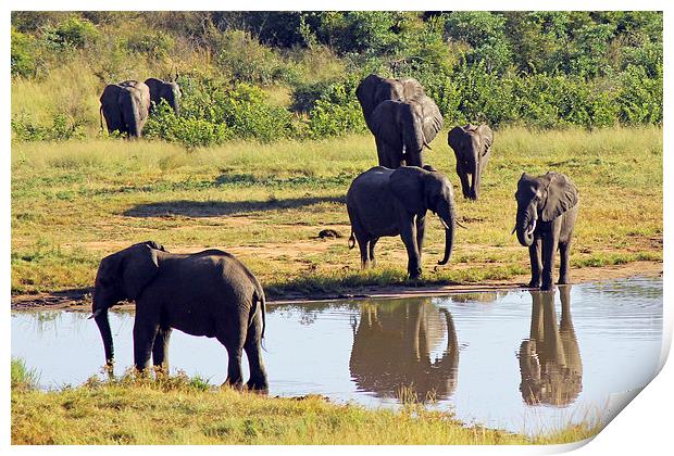 Elephants at Ivory Lodge  Print by Tony Murtagh