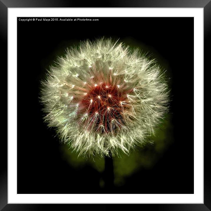  Dandy Framed Mounted Print by Paul Mays