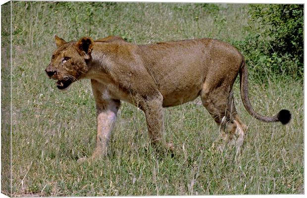  Lioness Canvas Print by Tony Murtagh