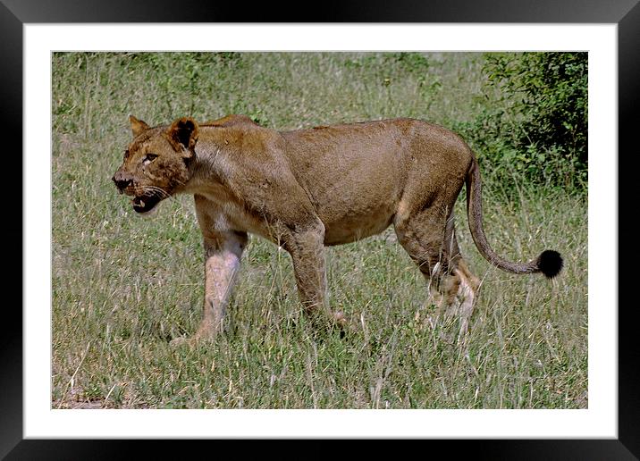  Lioness Framed Mounted Print by Tony Murtagh