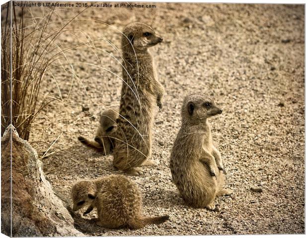  Meerkat Family Canvas Print by LIZ Alderdice