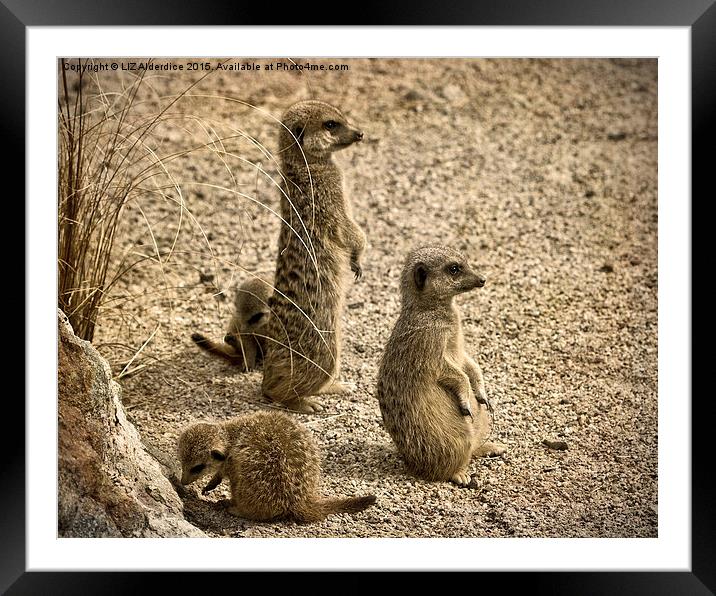  Meerkat Family Framed Mounted Print by LIZ Alderdice