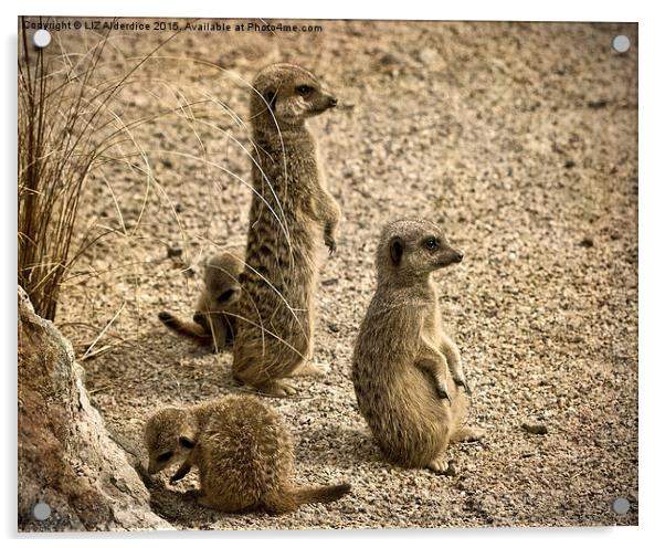  Meerkat Family Acrylic by LIZ Alderdice