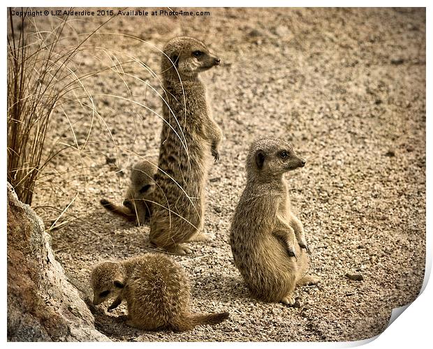  Meerkat Family Print by LIZ Alderdice