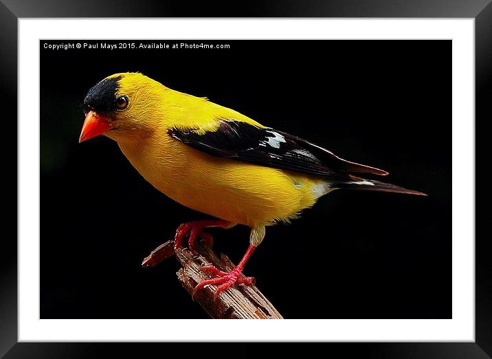  Male Goldfinch Framed Mounted Print by Paul Mays