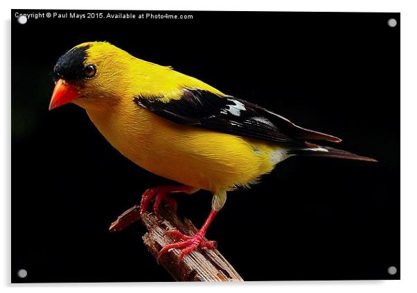 Male Goldfinch Acrylic by Paul Mays