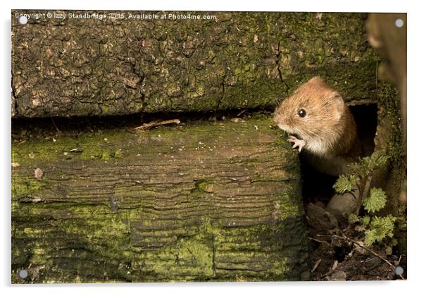  Bank vole peeping Acrylic by Izzy Standbridge