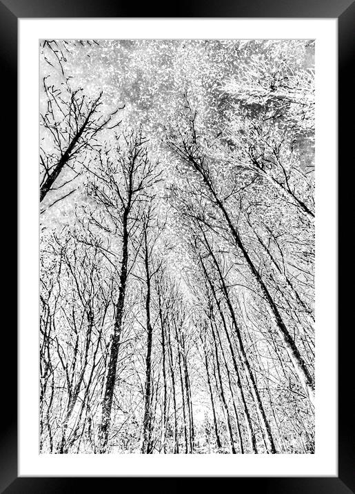  Forest Snow Art Framed Mounted Print by David Pyatt
