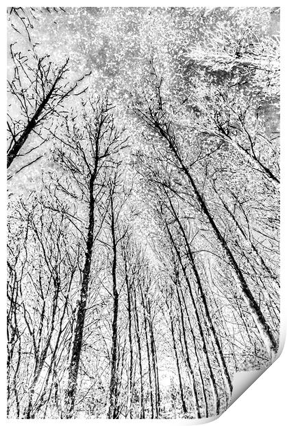  Forest Snow Art Print by David Pyatt