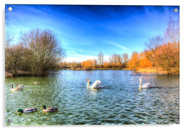 The Peaceful Swan Lake Acrylic by David Pyatt