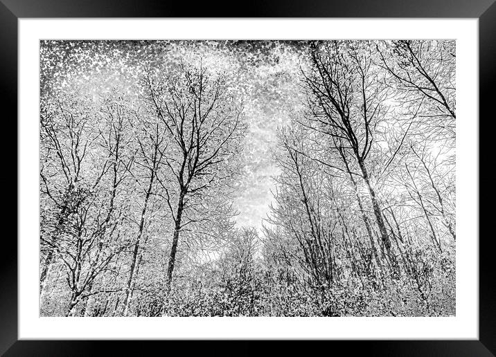 Forest Snow Art Framed Mounted Print by David Pyatt