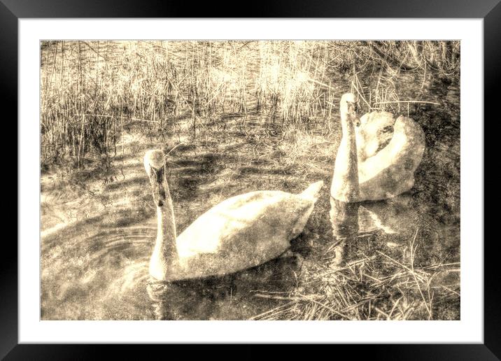  Vintage Swans Framed Mounted Print by David Pyatt