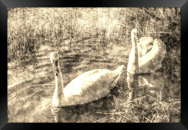  Vintage Swans Framed Print by David Pyatt