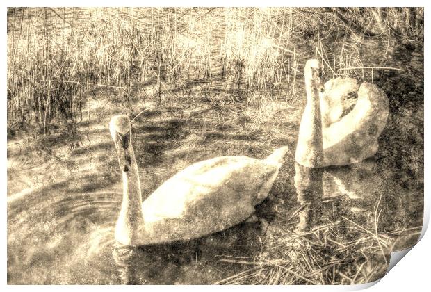  Vintage Swans Print by David Pyatt