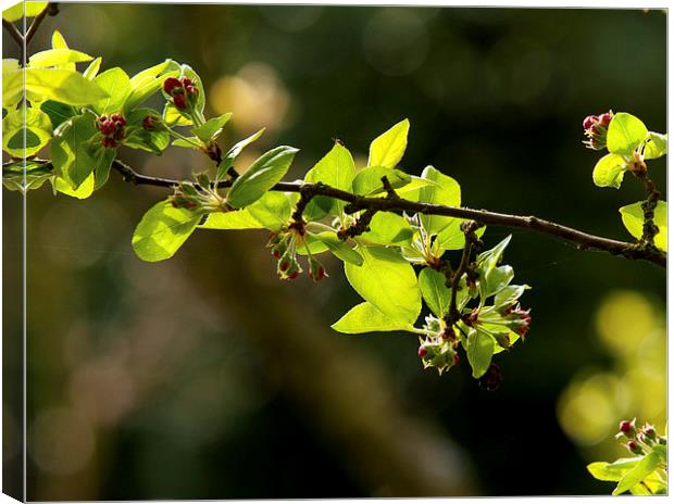 Apple Tree Canvas Print by Victor Burnside