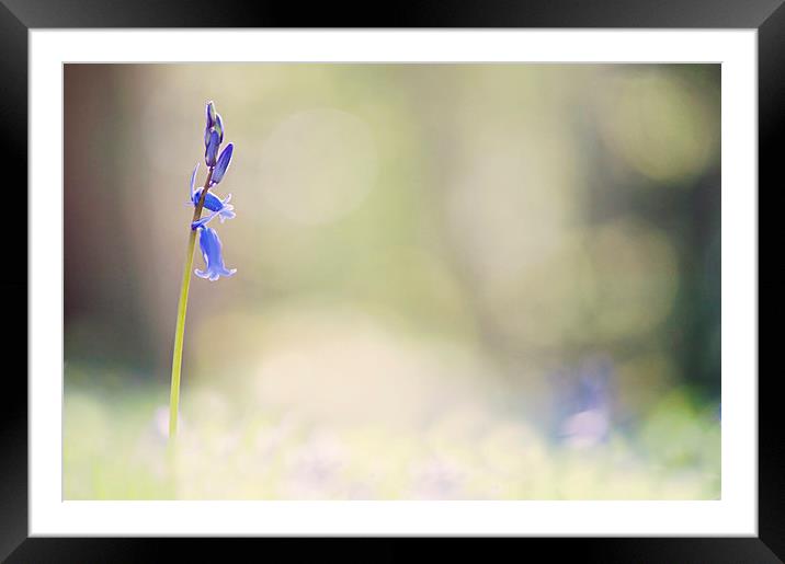 Bluebell standing  alone Framed Mounted Print by Dawn Cox