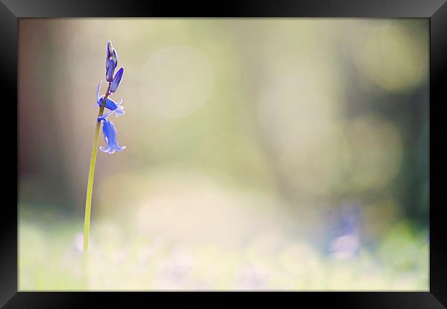 Bluebell standing  alone Framed Print by Dawn Cox