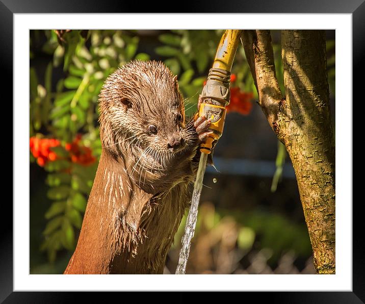  Otter Watering! Framed Mounted Print by Jennie Franklin