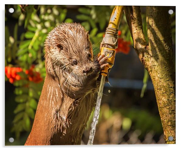  Otter Watering! Acrylic by Jennie Franklin