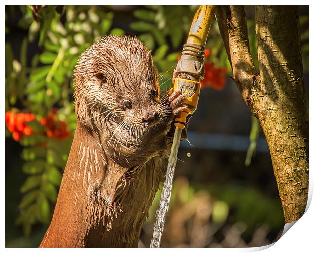  Otter Watering! Print by Jennie Franklin