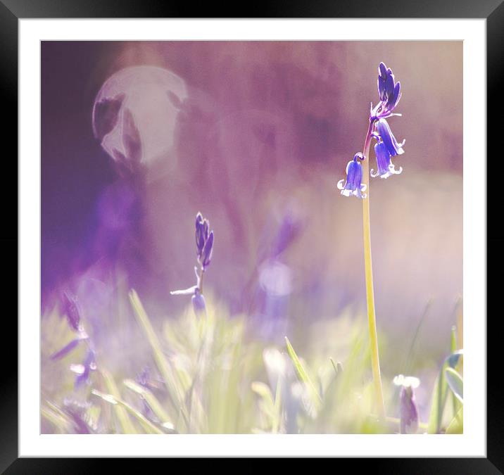 Purple Haze of Bluebells  Framed Mounted Print by Dawn Cox