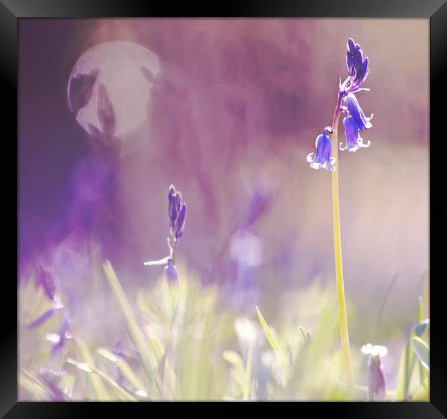 Purple Haze of Bluebells  Framed Print by Dawn Cox