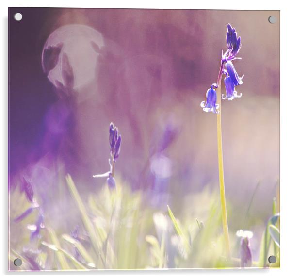 Purple Haze of Bluebells  Acrylic by Dawn Cox