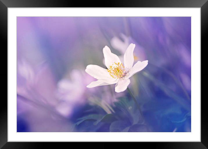 Wood Anemone flower towards the Light Framed Mounted Print by Dawn Cox