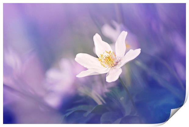 Wood Anemone flower towards the Light Print by Dawn Cox
