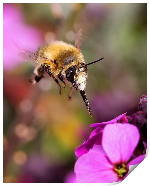  Bee Diving for Nectar Print by Jennie Franklin