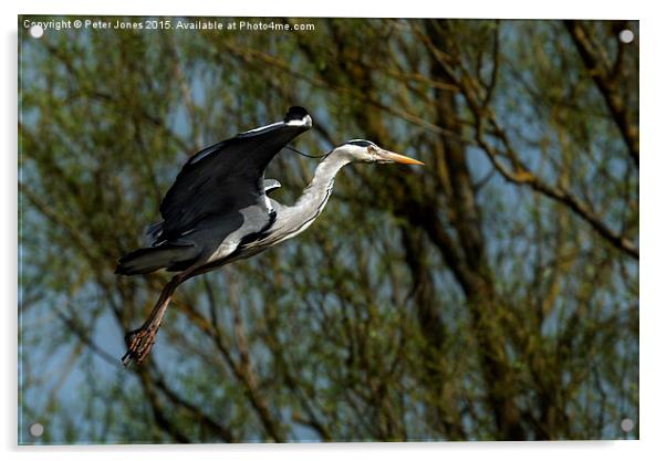Grey Heron landing. Acrylic by Peter Jones